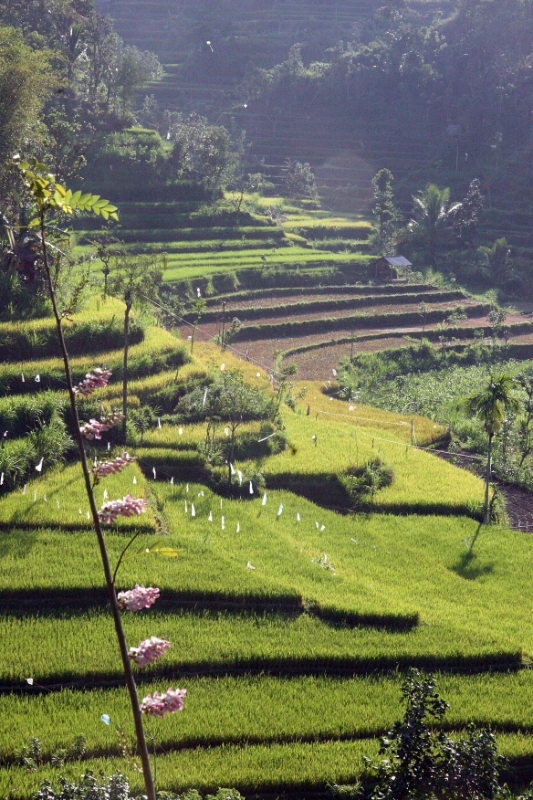 Tirtagangga, Bali Tirtagangga Indonesia.jpg - Indonesia Bali Tirtagangga